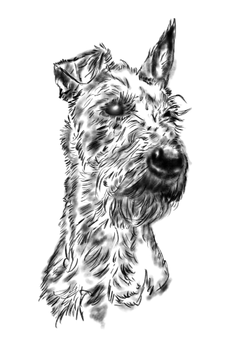 Irish Terrier